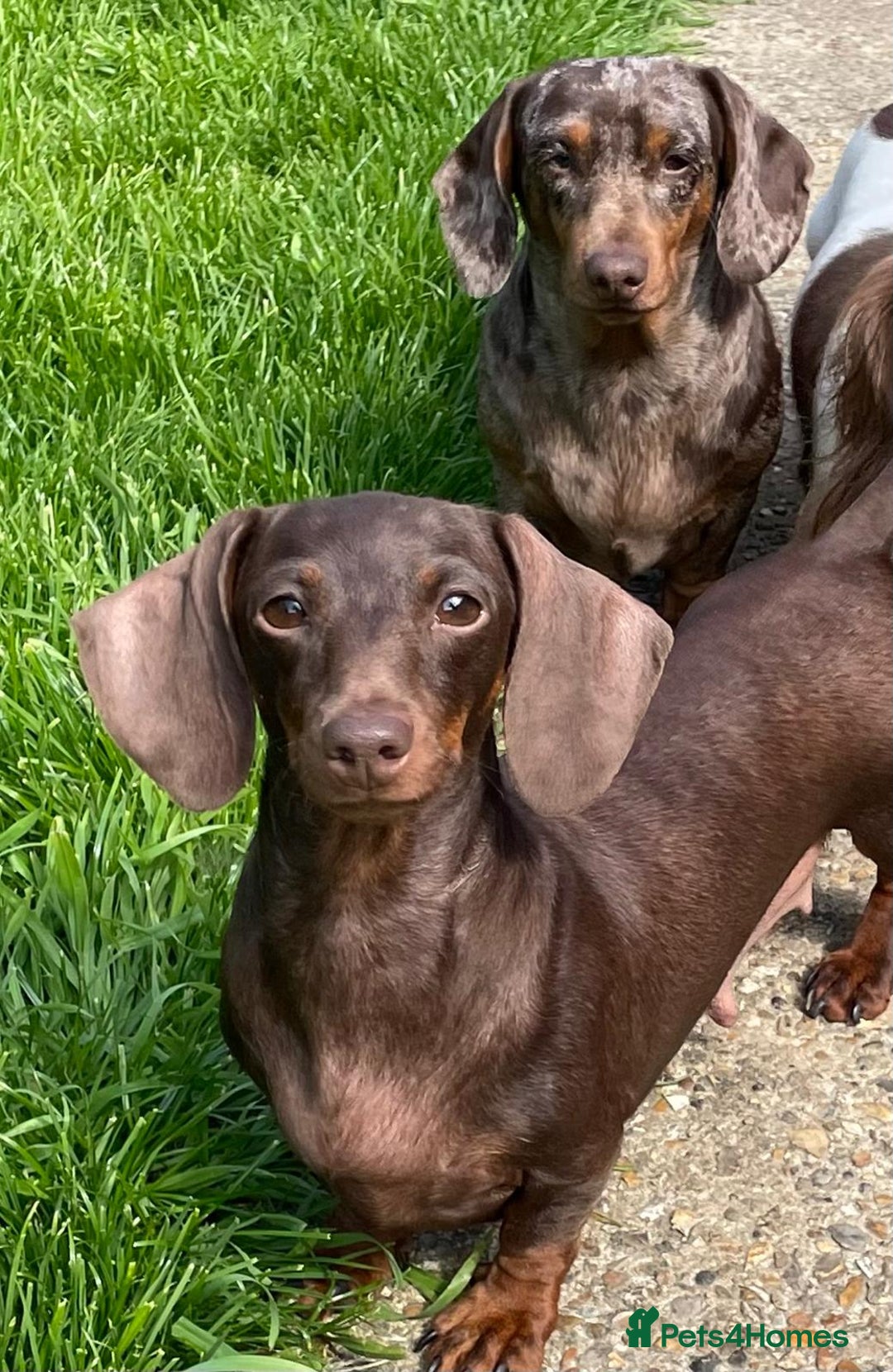 Miniature Dachshund dogs for sale: Chocolate Daple Miniature Boys  - Image 11