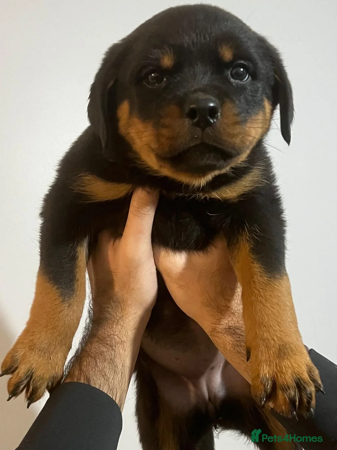 Rottweiler dogs for sale: KC REGISTERED ROTTWEILER PUPPIES  in Birmingham - Advert 1