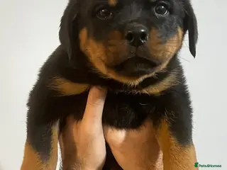Rottweiler dogs KC REGISTERED ROTTWEILER PUPPIES in Birmingham - Advert 1