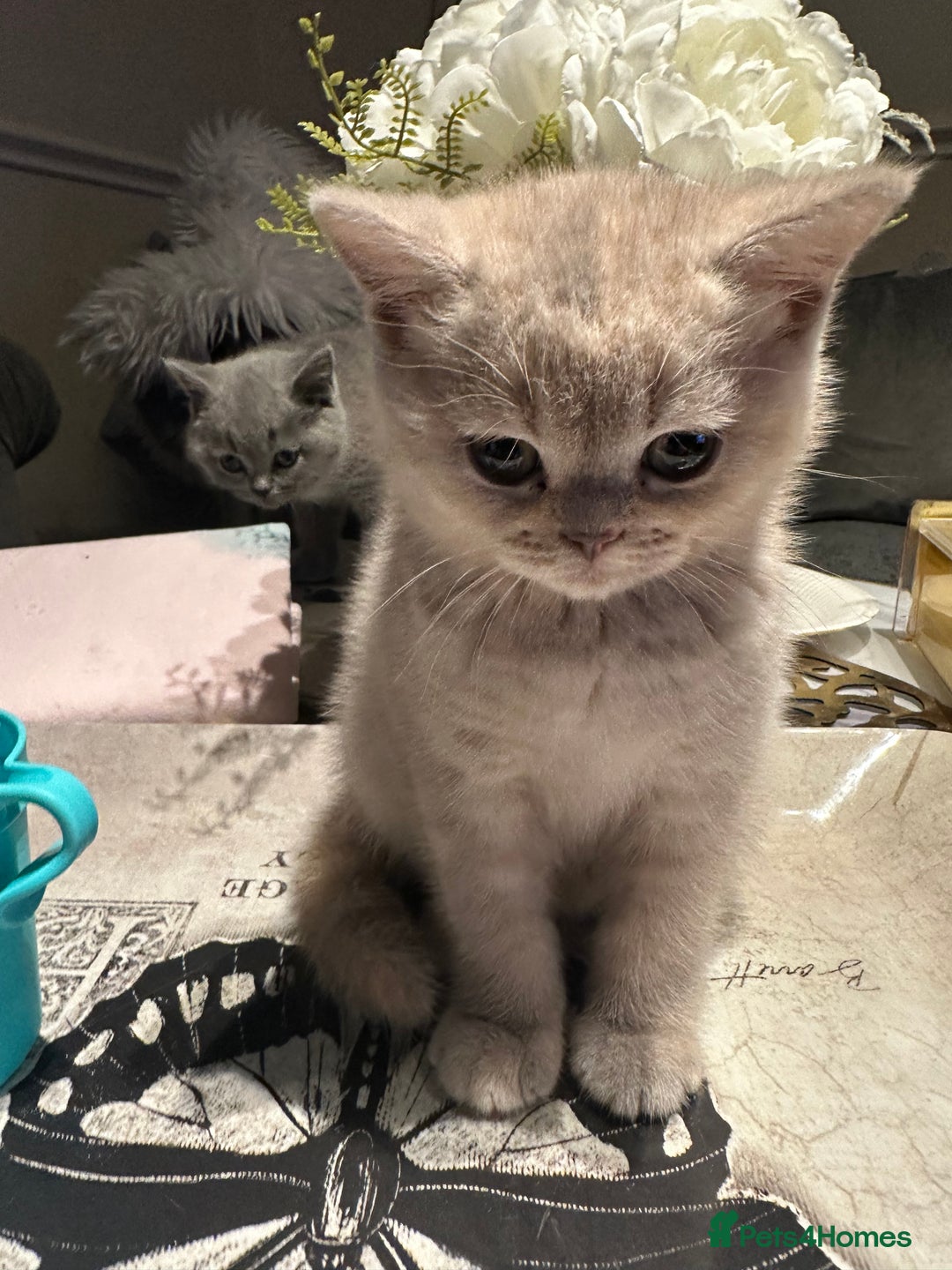 British Longhair cats for sale: Gorgeous British shorthair kittens - Advert 3
