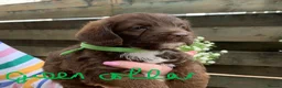 Mixed Breed dogs for sale: Cockerjackapoo in Neath - Advert 10
