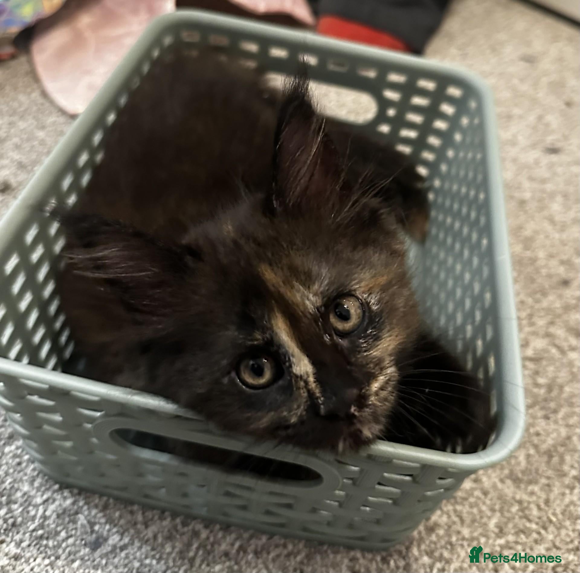 Maine Coon cats for sale: Maine Coon Kittens looking for their forever home - Advert 1
