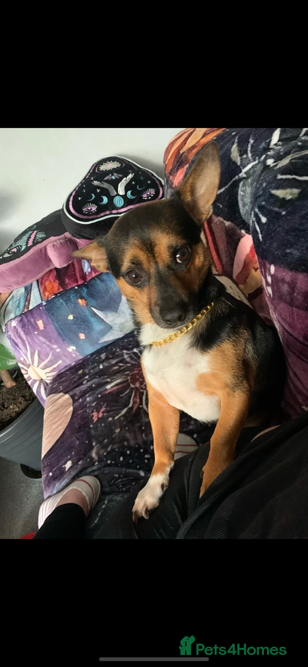 Mixed Breed dogs for sale: 5 year old JRT x Chihuahua for sale  - Advert 2