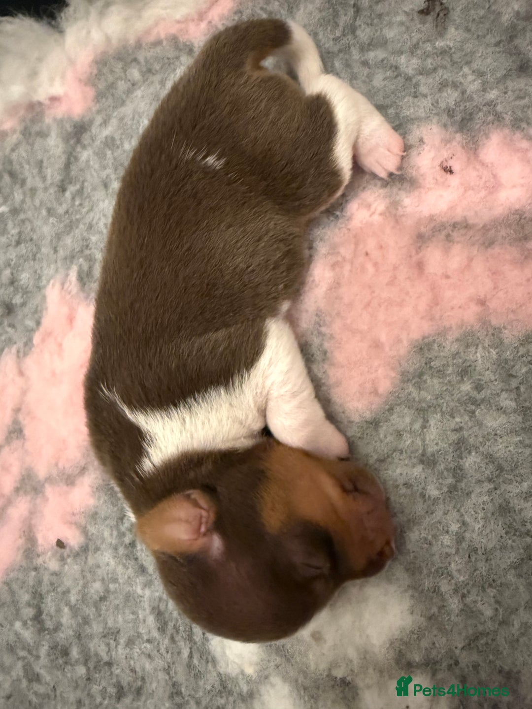 Jack Russell dogs for sale: Miniature Jack Russell pups - Advert 9