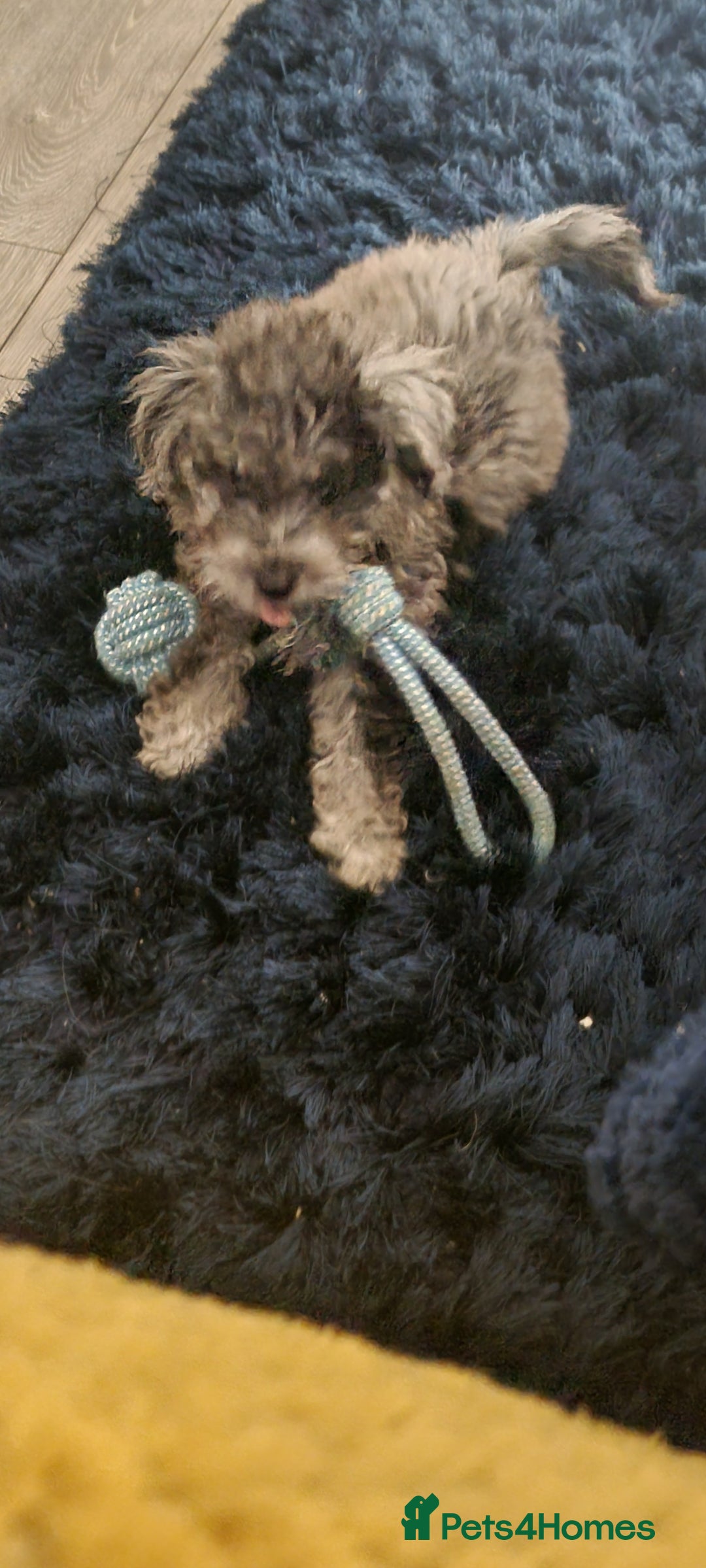 Labradoodle dogs for sale: Labradoodle puppy READY TO LEAVE - Image 1