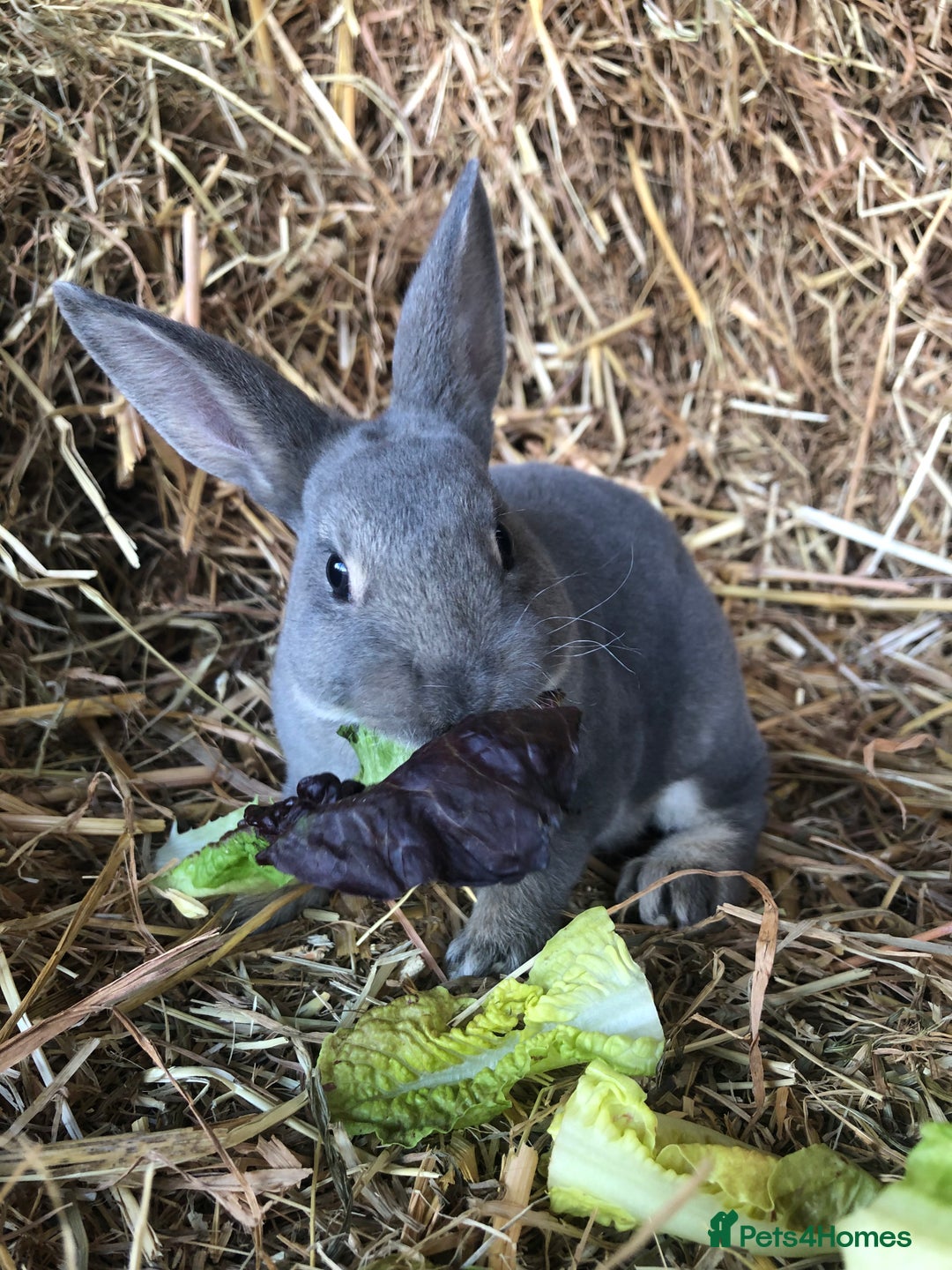 Rex rabbits for sale: Beautiful Pure Breed Velvet Mini Rex babies 🐰  - Image 11