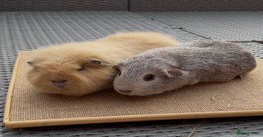 Guinea Pig rodents - Advert 7