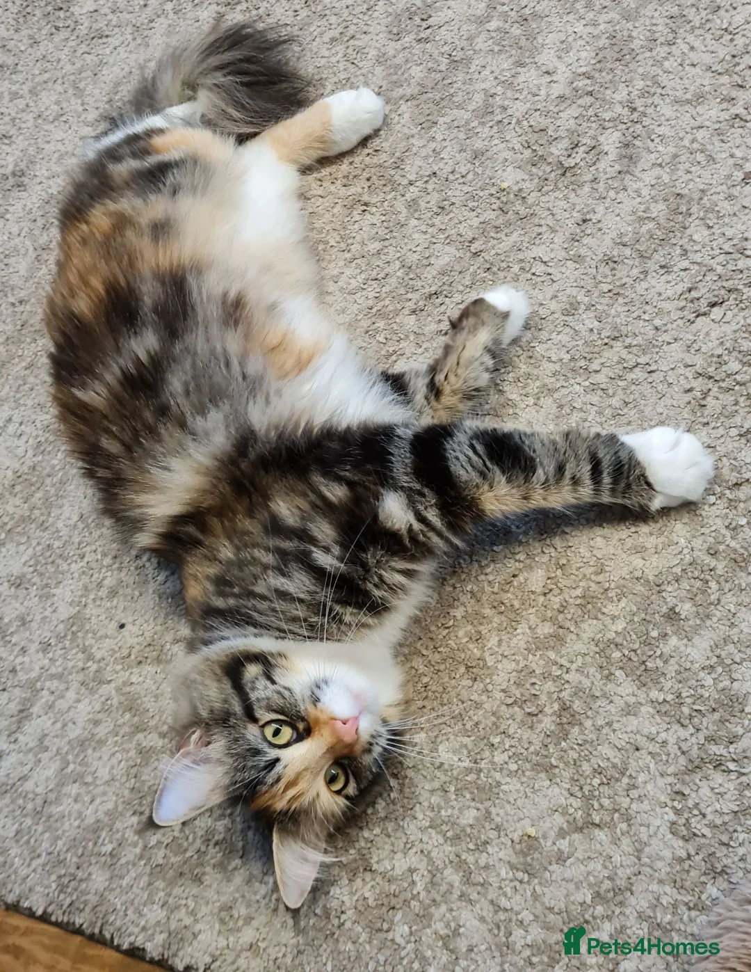 Maine Coon cats for sale: Two female mainecoons - Advert 4