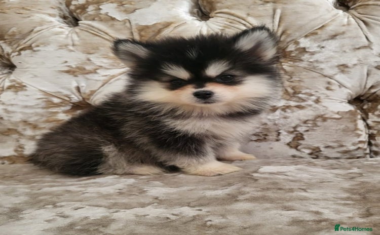 Pomsky dogs - Advert 1
