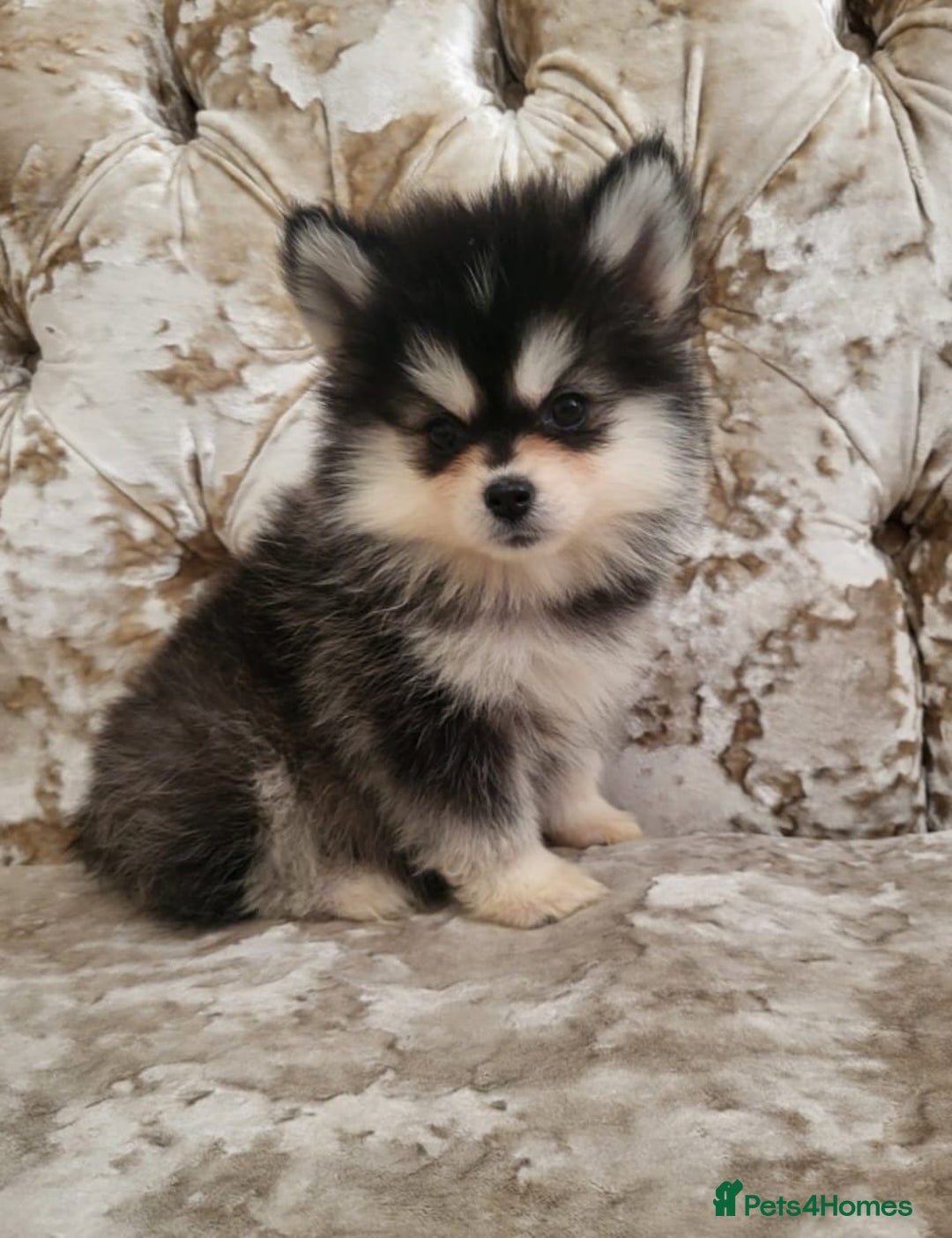 Pomsky dogs for sale:  toy size multi-generational pomsky puppies  - Image 1