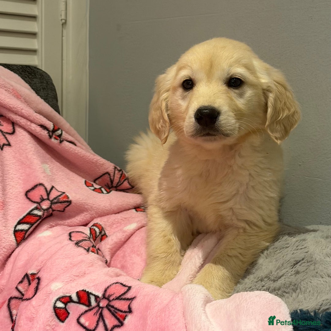 Golden Retriever dogs for sale: Stunning golden retriever pups  - Advert 10