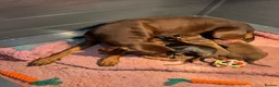Dobermann dogs for sale:  Doberman puppies health tested 5* license  - Advert 3