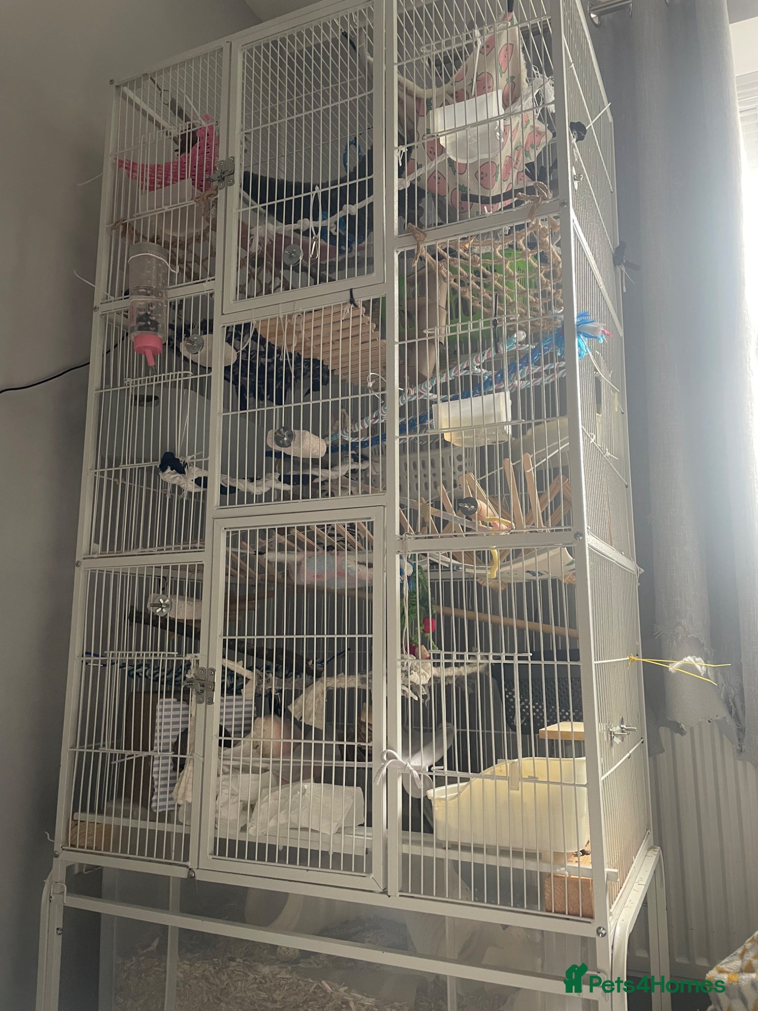 Rat rodents for sale: Four lovely rats looking for a forever home  - Advert 2