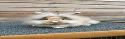 Lionhead rabbits for sale: Vienna marked lionhead doe - Advert 2