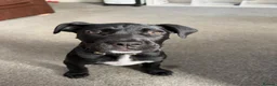 Mixed Breed dogs for sale: 1 year old cane corso x in Selby - Advert 5