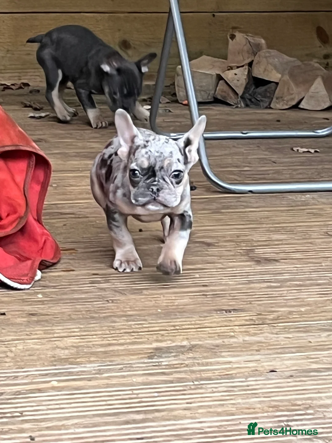 French Bulldog dogs for sale: Beautiful French bulldog pups ready to leave now - Advert 20