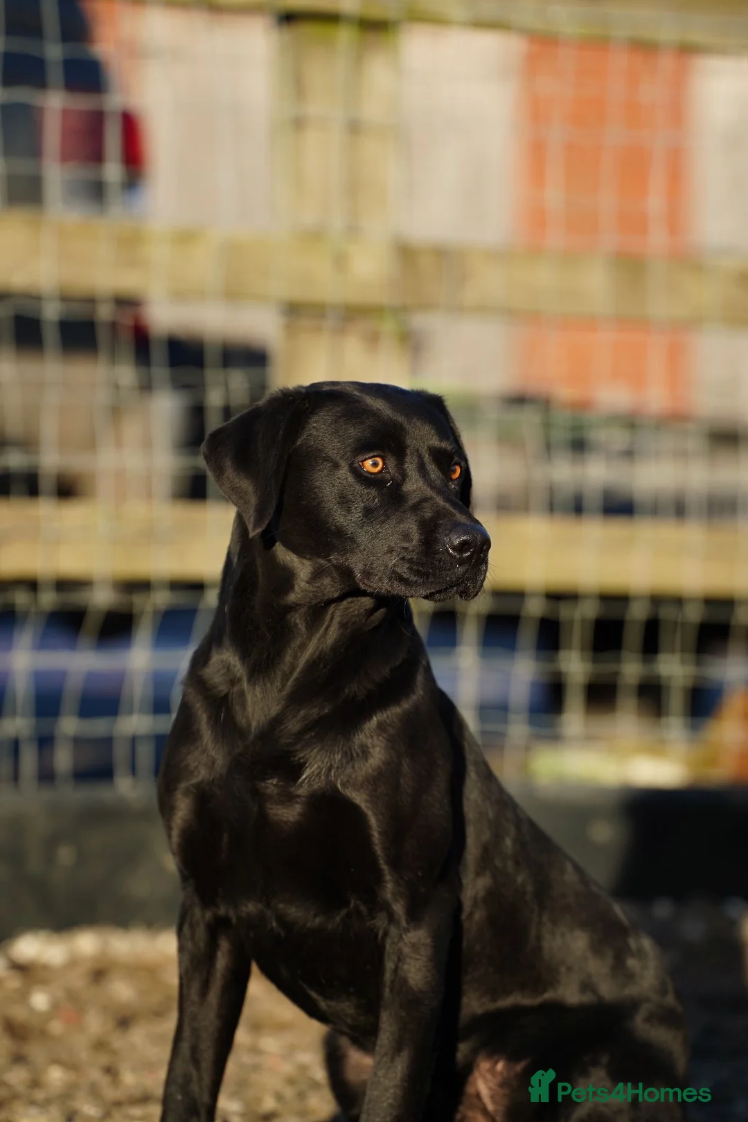 Labrador Retriever dogs for stud: Labrador retriever stud  - Advert 2