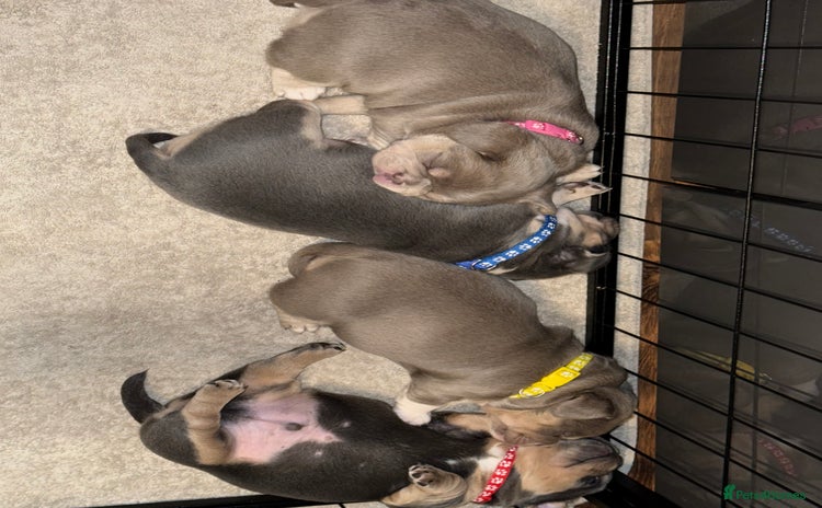 Mixed Breed dogs Frenchie cross puppy’s (80% frenchie) - Advert 2