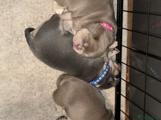 Mixed Breed dogs for sale: Frenchie cross puppy’s (80% frenchie) - Advert 1