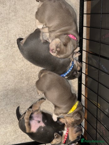 Mixed Breed dogs Frenchie cross puppy’s (80% frenchie) - Advert 2