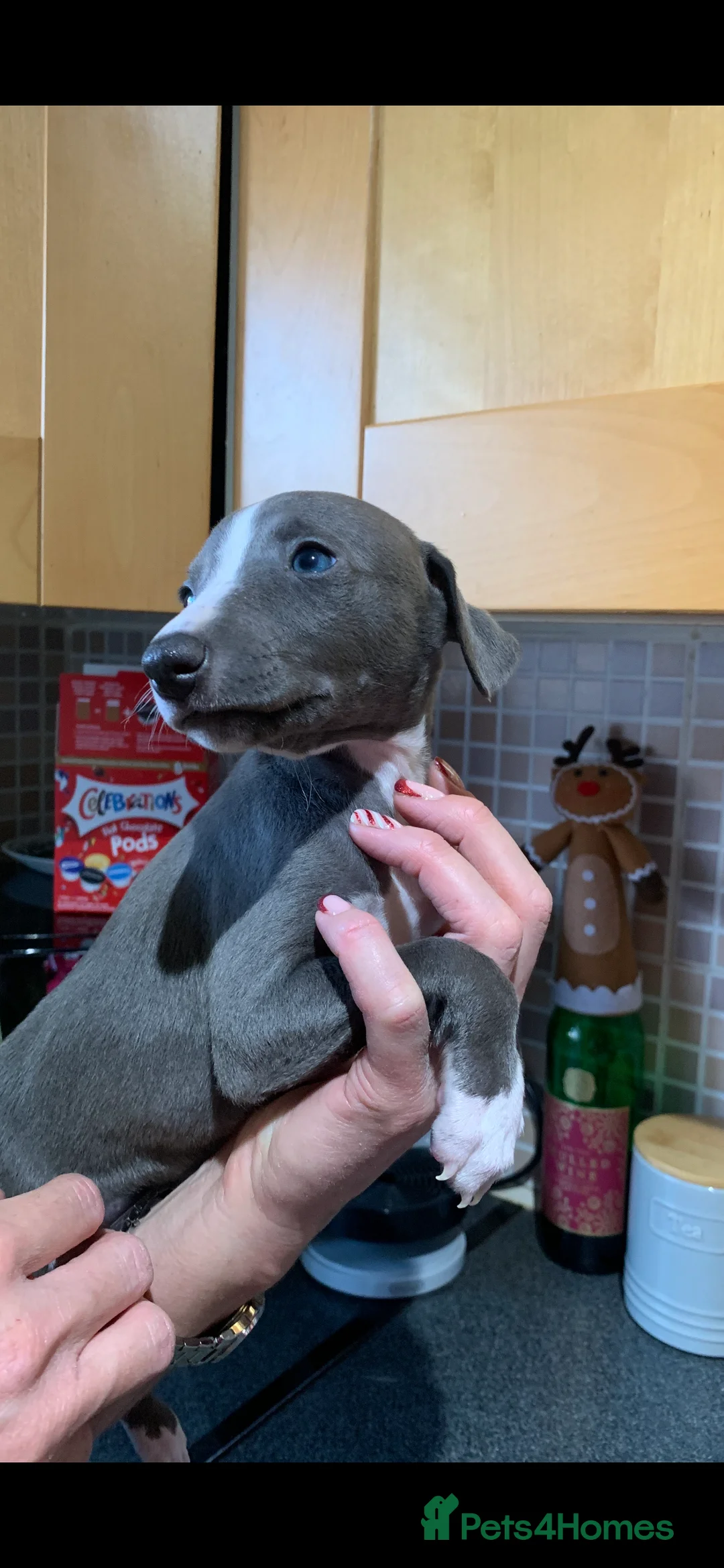 Whippet dogs for sale: Blue Kennel Club Registered Whippet puppies  - Advert 14
