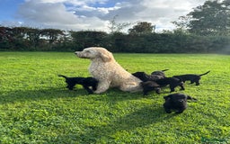 Mixed Breed dogs for sale: 🐾 🧸 *Ready Saturday* Beautiful Doodles 💕🐾 - Image 39