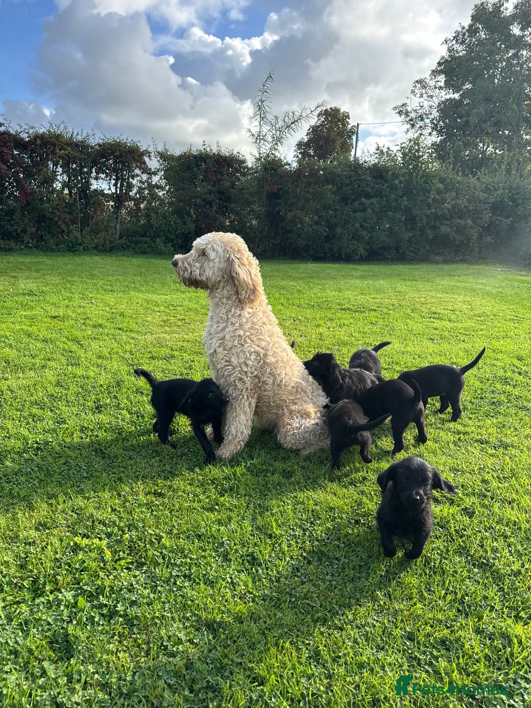 Mixed Breed dogs for sale: 🐾 🧸 *Ready Saturday* Beautiful Doodles 💕🐾 - Image 39