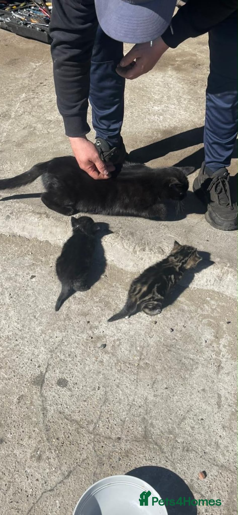 Mixed Breed cats 4 year old mother cat and 2 kittens free  - Advert 1