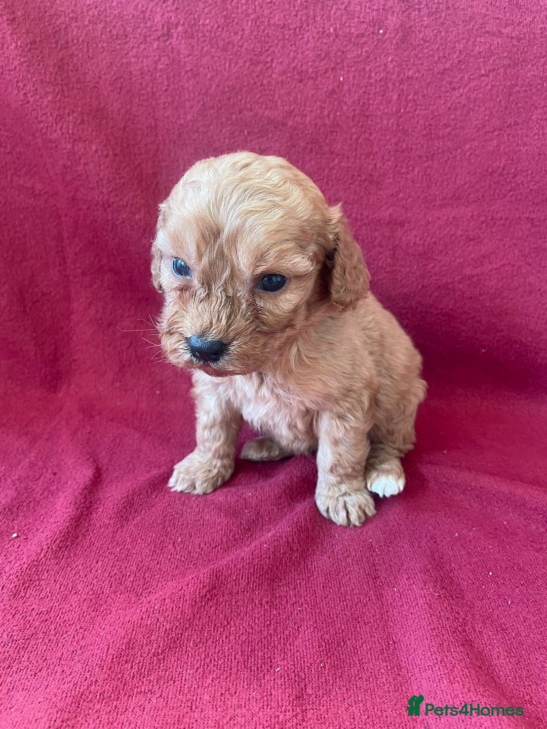 Cockapoo dogs for sale: F1 Cockapoo puppies  - Advert 7