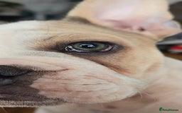Mixed Breed dogs for sale: Mum frenchie dad English bulldog  - Image 14