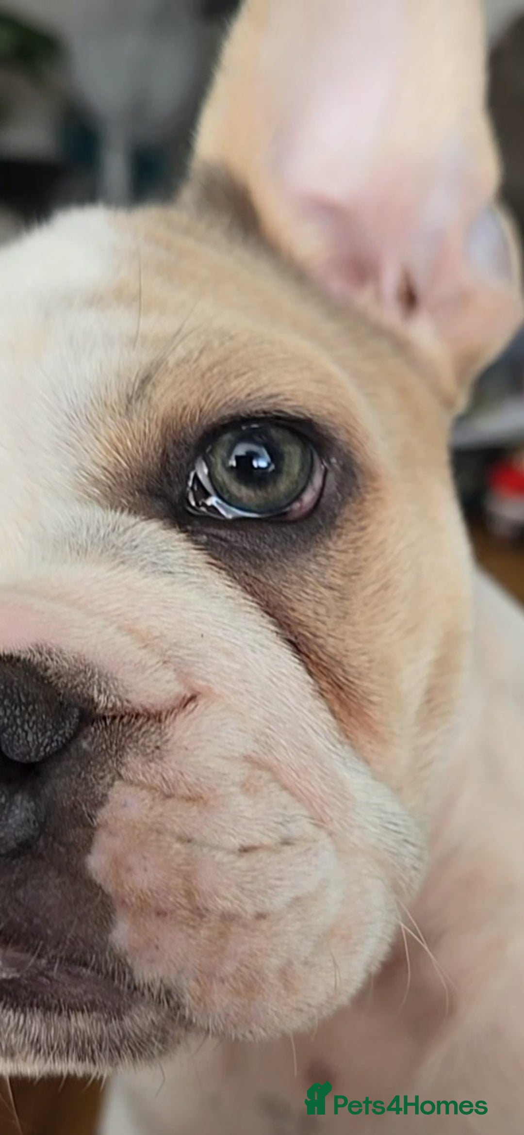 Mixed Breed dogs for sale: Mum frenchie dad English bulldog  - Image 14