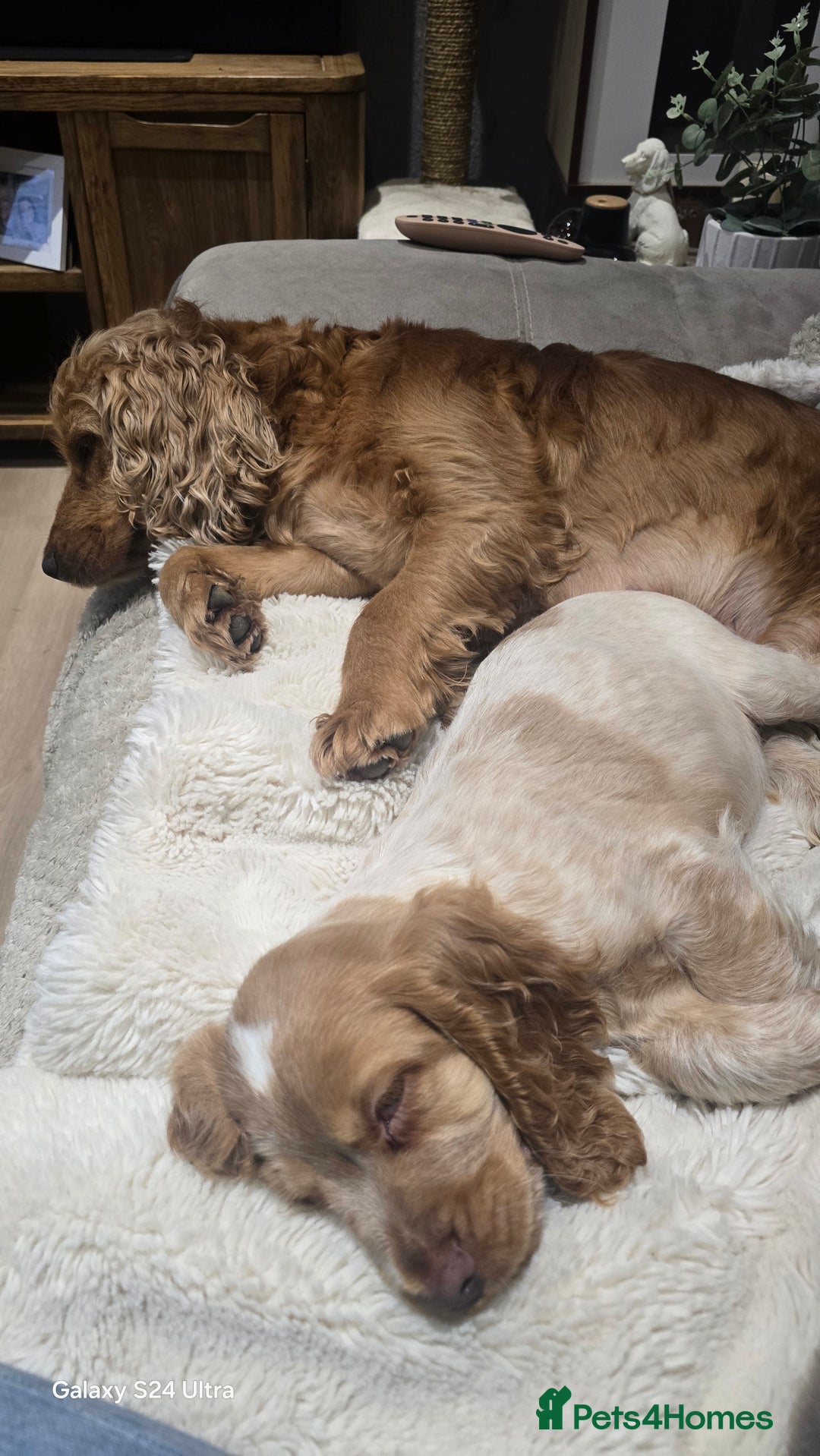Cocker Spaniel dogs for sale: KC Health tested Show Type Orange Roan Cocker - Advert 10