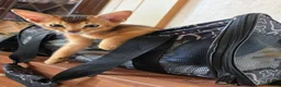 Abyssinian cats for sale: Abyssinian Kittens HCM Clear | Champion Bloodlines - Advert 5