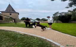 Dobermann dogs for stud: Champion lines Dobermann stud  in Dartford - Image 5