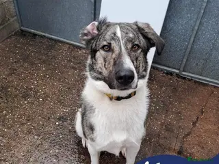 Mixed Breed dogs Meet Kane, currently residing in Cheshire in Nantwich - Advert 3