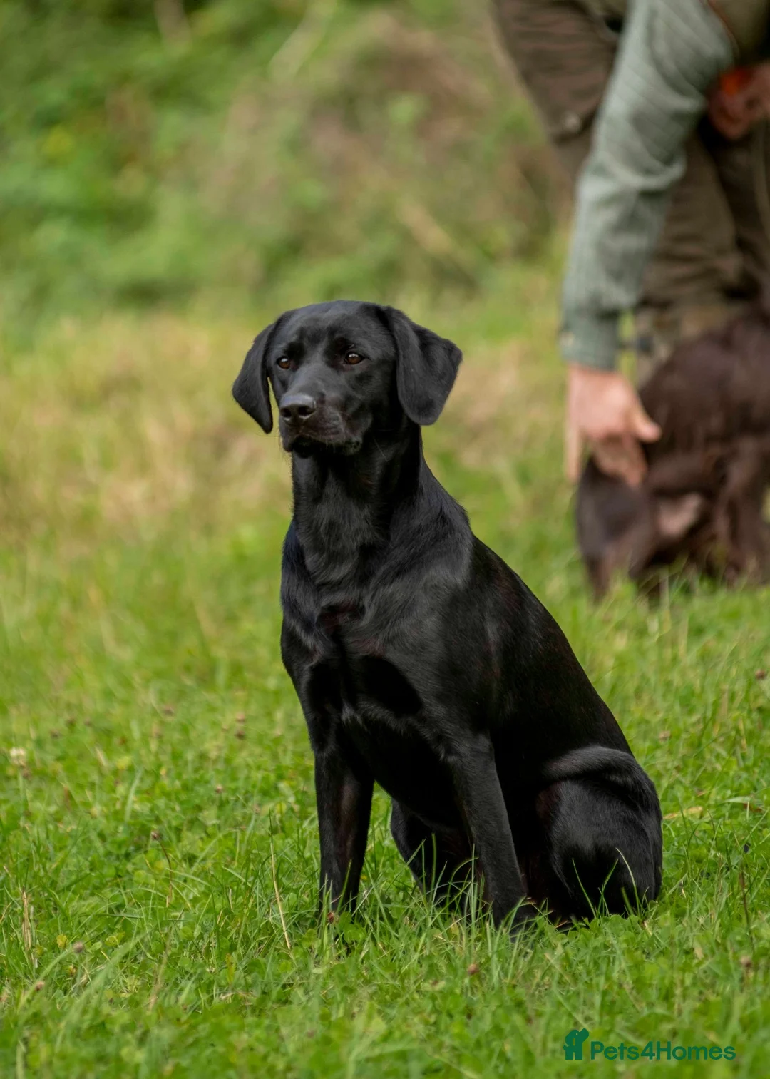 Labrador Retriever dogs for sale: 9 stunning kc registered puppies  in Andover - Advert 2