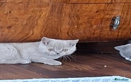 British Shorthair cats for sale: British Blue Short-hair 4 kittens for sale  - Image 16