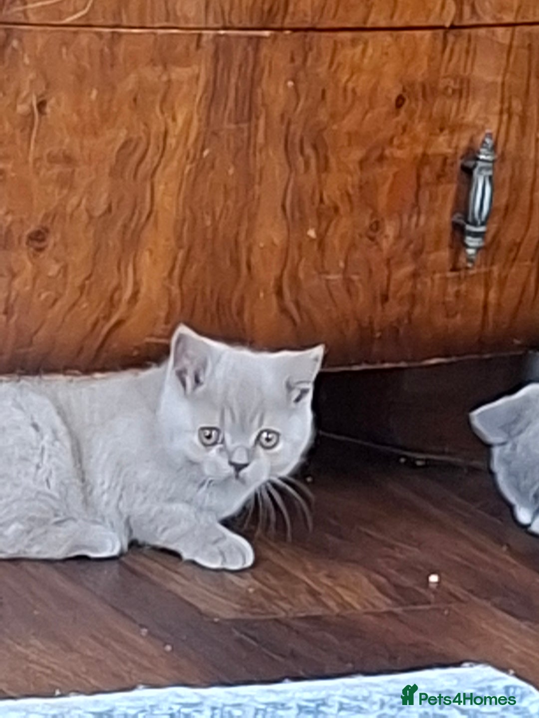 British Shorthair cats for sale: British Blue Short-hair 4 kittens for sale  - Image 16