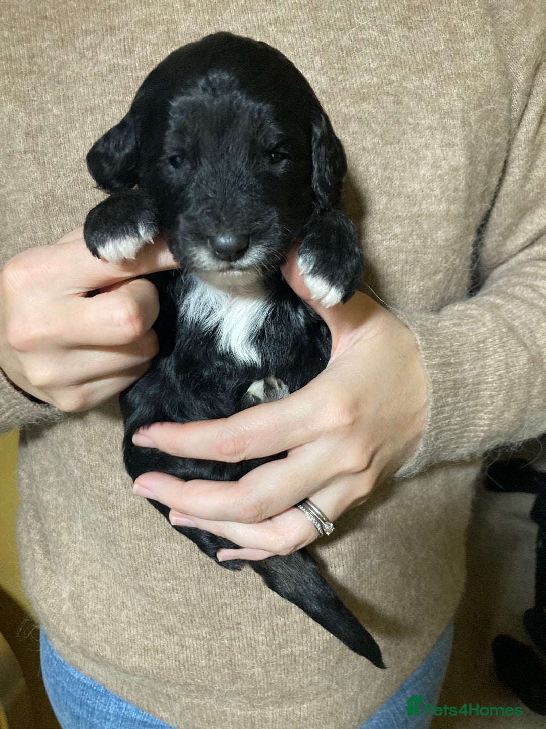 Goldendoodle dogs for sale: Miniature F1B Goldendoodle puppies - Advert 15