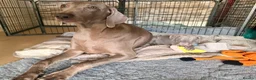 Weimaraner dogs for sale: Beautiful KC reg Weimaraner’s forever homes req - Advert 25