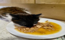 European cats for sale: two long hair kittens - Image 10