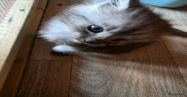 Maine Coon cats - Advert 9