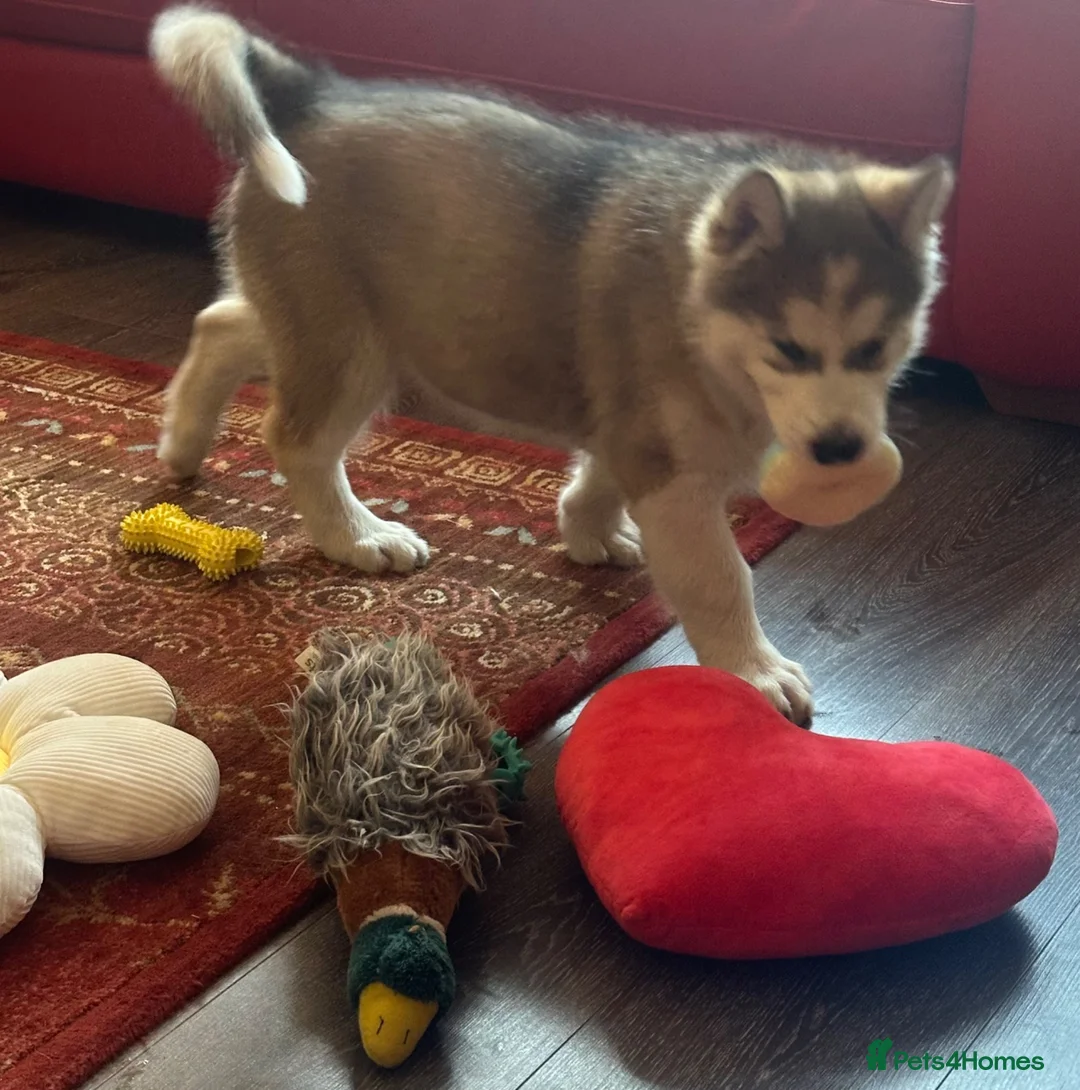 Alaskan Malamute dogs for sale: Female pure Alaskan Malamutes  - Advert 16