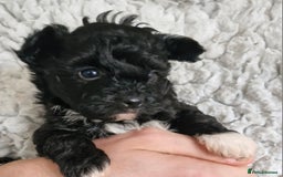 Mixed Breed dogs for sale: Papipoo puppies. DNA health tested parents  - Image 15