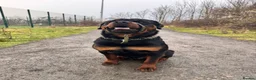 Rottweiler dogs for stud: ⭐️ Rottweiler stud ⭐️ - Advert 5