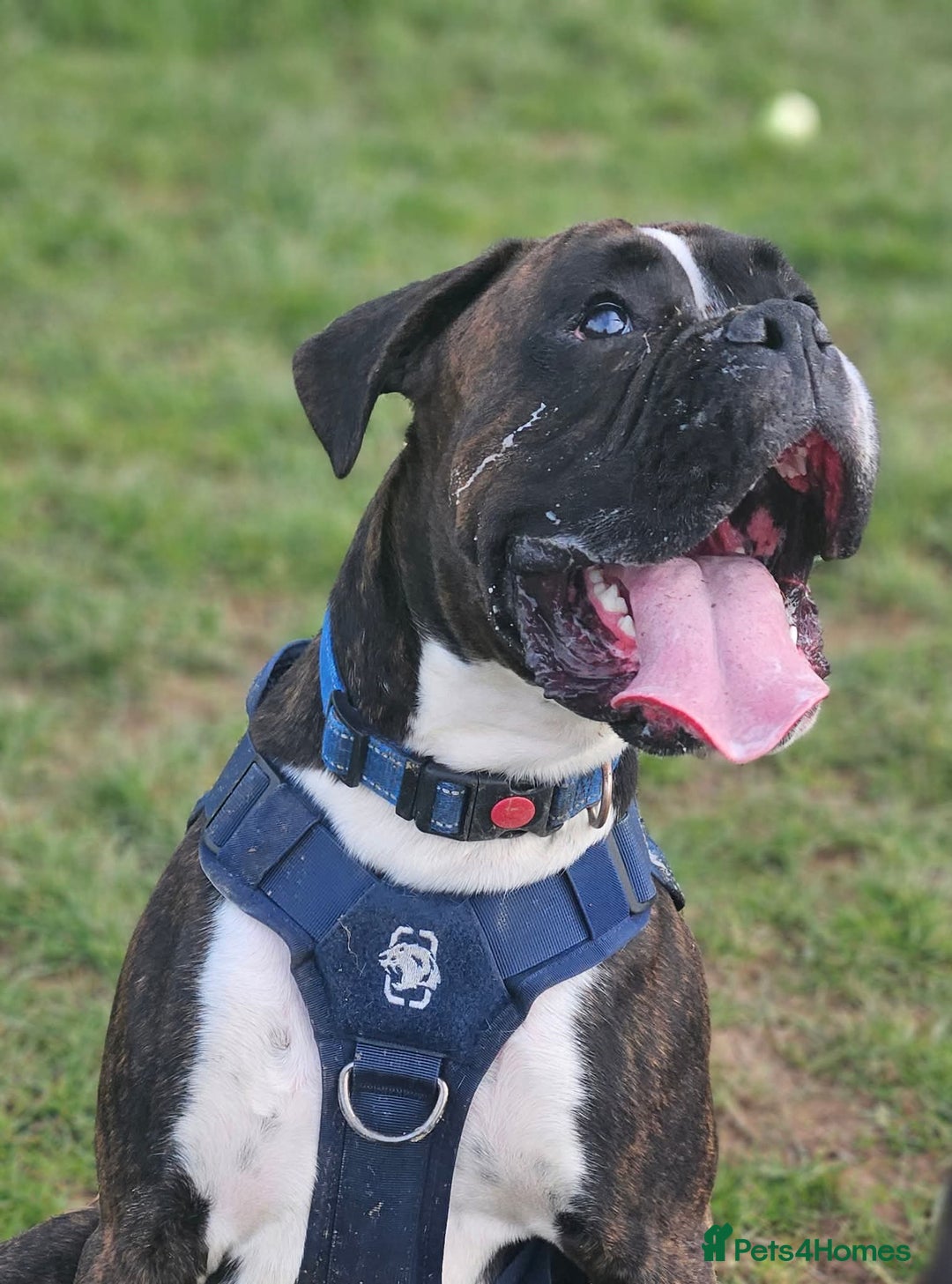 Boxer dogs for sale: 2 year old male boxer - Advert 4