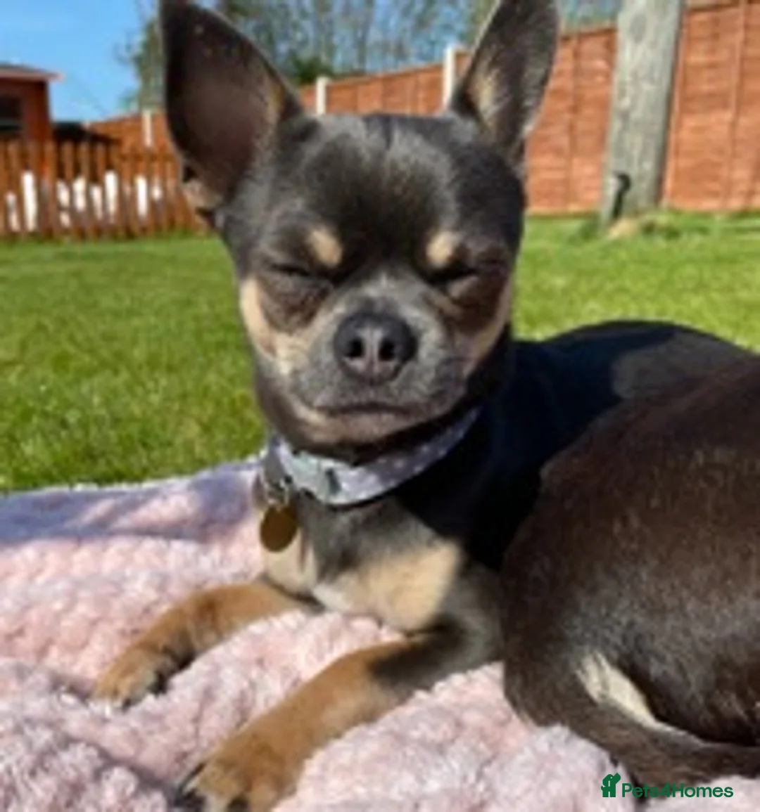 Chihuahua dogs for stud: Small chihuahua stud only not for sale proven  in Bury Saint Edmunds - Advert 5