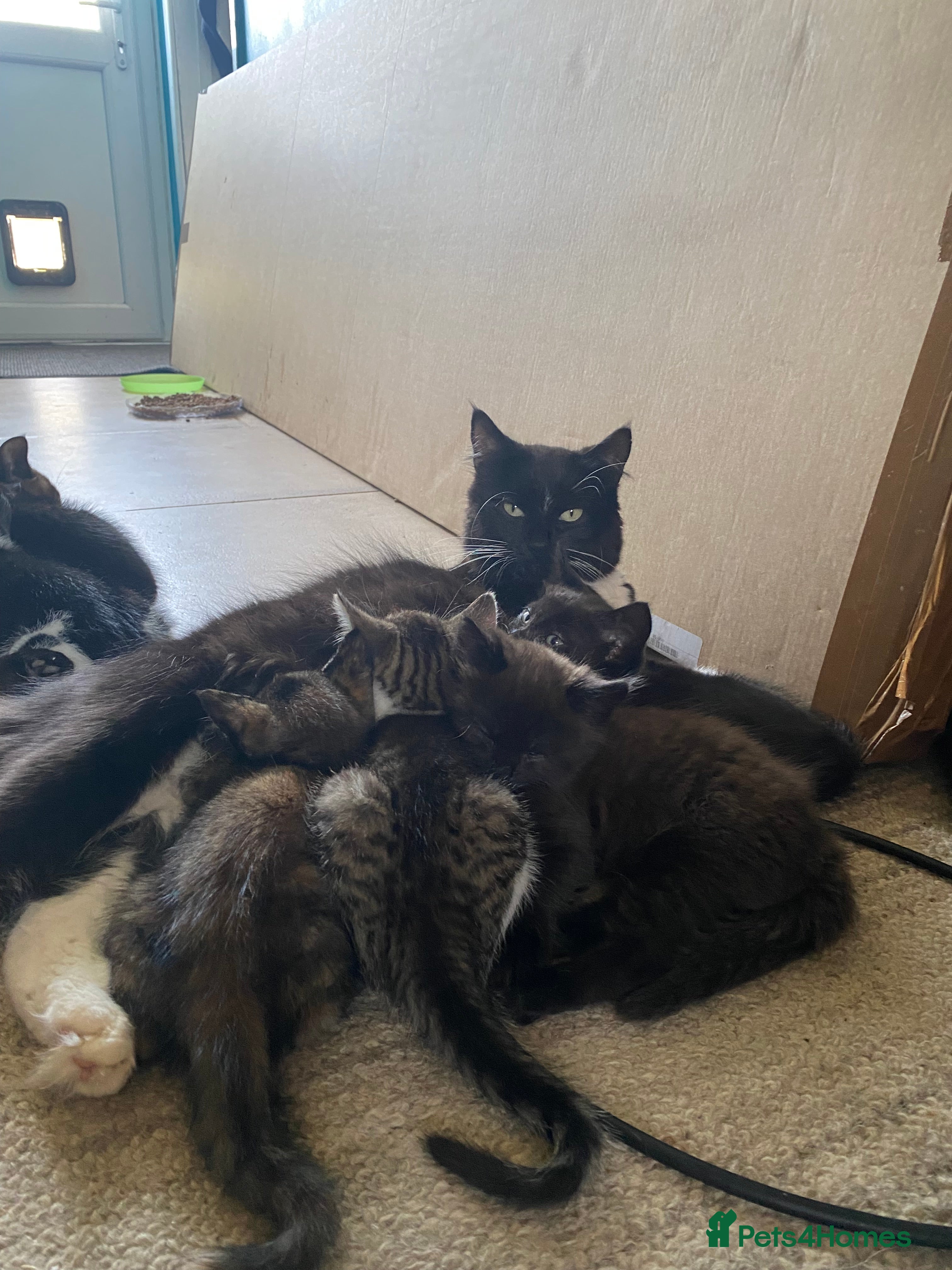 Mixed Breed cats One lovely tuxedo boy kitten - Advert 1