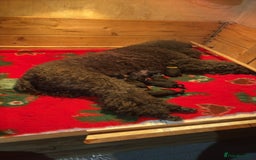 Standard Poodle dogs for sale: Standard poodle puppies - Image 2