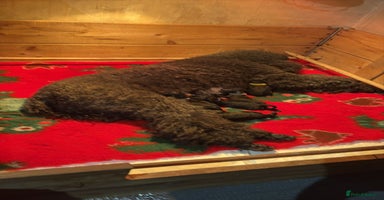 Standard Poodle dogs - Advert 5